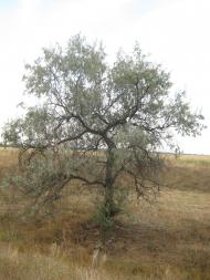 Фрунзе з panoramio.com - Фрунзе