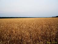 Миколаївка з panoramio.com