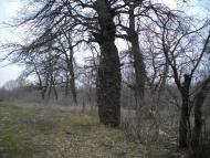 Ковильне з panoramio.com