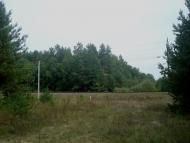 Цвітоха з panoramio.com