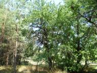 Мареничі з panoramio.com