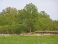 Новомутин з panoramio.com