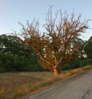 Айвове з panoramio.com