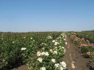 Вакулівка з panoramio.com