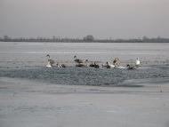 Дарівка з panoramio.com
