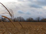 Томашівка з panoramio.com