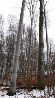 Ворочово з panoramio.com - Ворочево