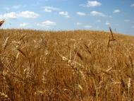 Халявин з panoramio.com