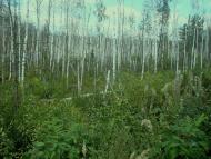 Червоний Цвіт з panoramio.com