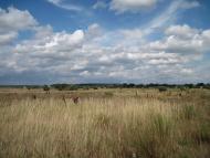 Березанка з panoramio.com