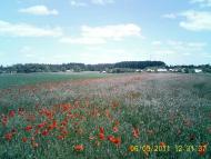 Шилівка з panoramio.com