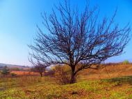 Нижня Кринка з panoramio.com