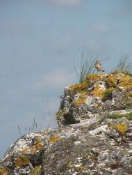 Біла з panoramio.com