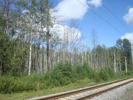 Купине з panoramio.com