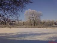 Кустолові Кущі з panoramio.com