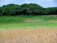 Тростянець з panoramio.com