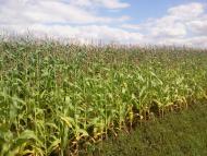 Забороль з panoramio.com