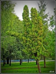 Олександрія з panoramio.com