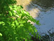 Тінисте з panoramio.com