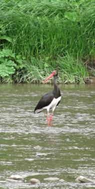 Верхнє Висоцьке з panoramio.com