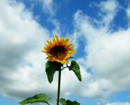 Мелені з panoramio.com