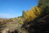 Варварівка з panoramio.com