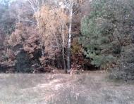 Вишняки з panoramio.com - Вишняки
