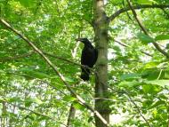 Мала Мочулка з panoramio.com