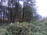 Тарасенки з panoramio.com - Тарасенки