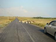 Обільне з panoramio.com