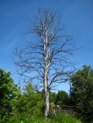 Шведчина з panoramio.com