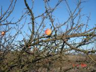 Добротимофіївка з panoramio.com