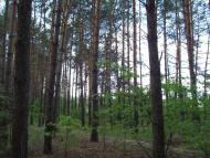Вишняки з panoramio.com - Вишняки