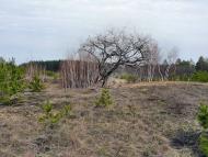 Новотроїцьке з panoramio.com