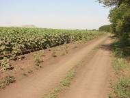 Ганнівка з panoramio.com