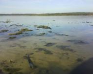 Новосілки з panoramio.com