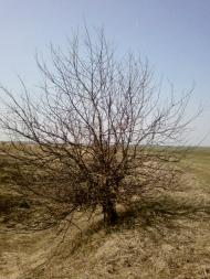 Великий Омеляник з panoramio.com