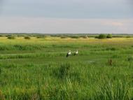 Ветли з panoramio.com