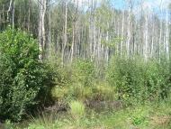 Купине з panoramio.com