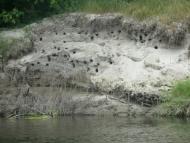 Сапожине з panoramio.com