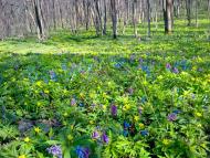 Сидорове з panoramio.com