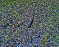 Сургани з panoramio.com