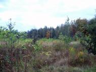 Тарасенки з panoramio.com - Тарасенки
