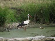 Черемошне з panoramio.com