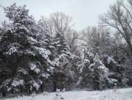 Кустолові Кущі з panoramio.com