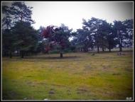 Забороль з panoramio.com