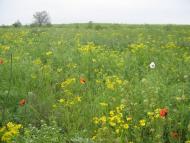 Паліївка з panoramio.com