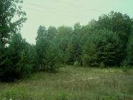 Цвітоха з panoramio.com