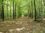 Болярка з panoramio.com