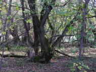 Скалева з panoramio.com